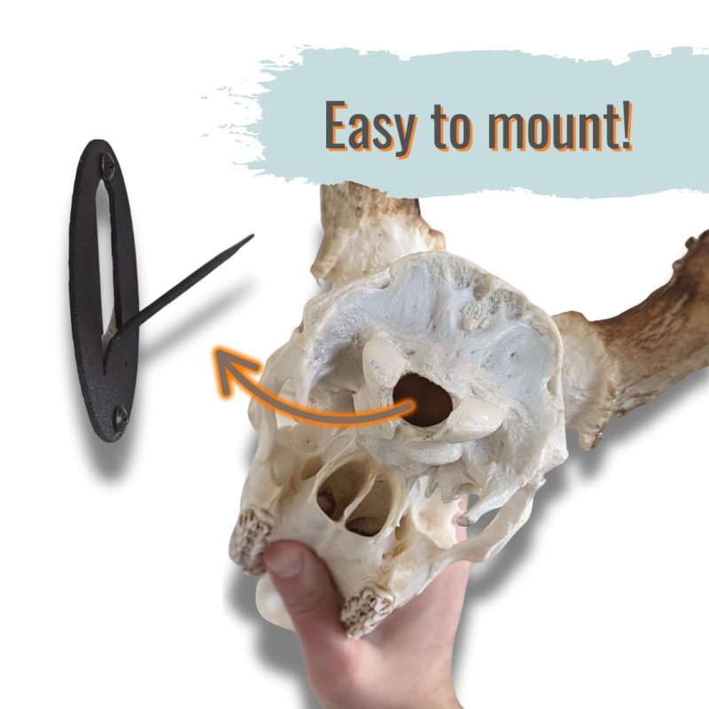 Easy European skull mount hanger made in the USA