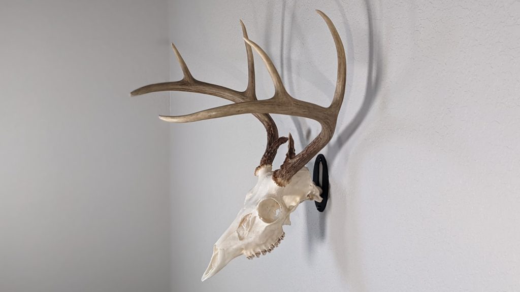 Easy European Skull mount with deer head at angle.