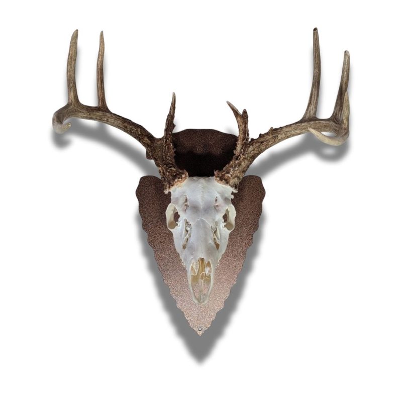 Deer skull on black arrowhead hanger