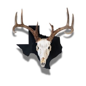 Deer Skull on Black Texas State European mount skull hanger