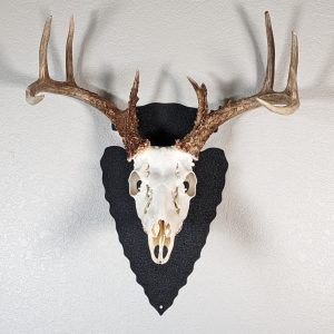 Deer skull on black arrowhead hanger