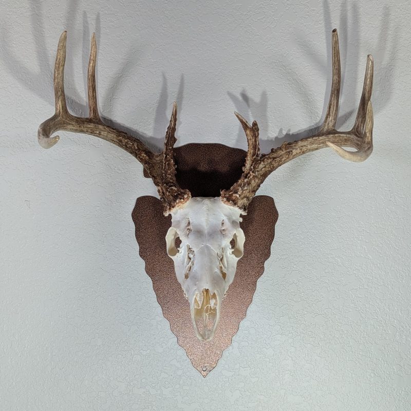 Arrowhead Easy European Mount Skull Hanger - Image 3