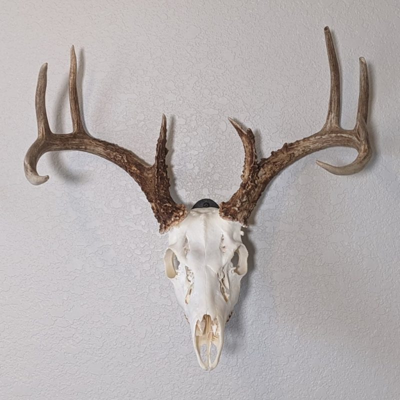 Deer head on Easy European Mount skull hanger looking straight on.