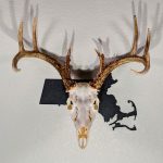Deer skull on state of Massachusetts black color