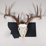 Deer skull on state of Montana black color