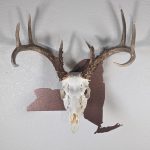 Deer skull on the state of New York copper color