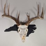 Deer skull on state of North Carolina black color