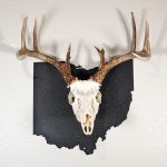 Deer skull on state of Ohio black color