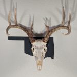 Deer skull on state of Oklahoma black color