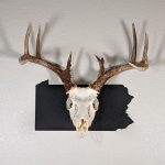 Deer skull on state of Pennsylvania black color