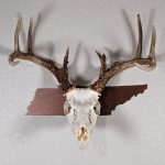 Deer skull on the state of Tennessee copper color
