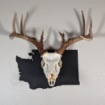Deer skull on state of Washington black color