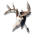 Arrowhead with arrows European skull mount hanger with deer skull at an angle.