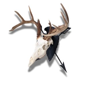 Arrowhead with arrows European skull mount hanger with deer skull at an angle.