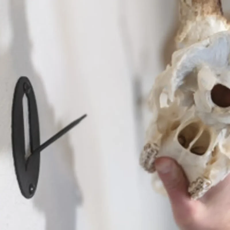 Easy European mount skull hanger and deer skull that show the hole in the back of the head.