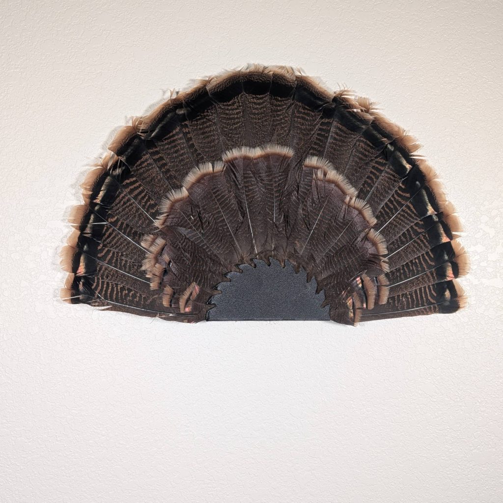 Kabash Outdoors American steel turkey fan display hanger. Fan holder is textured black with a saw blade design. It is holding a beautiful turkey tail.