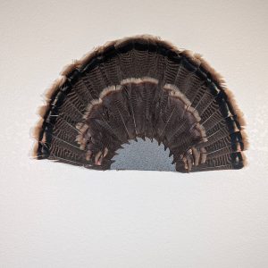 Kabash Outdoors American steel turkey fan display hanger. Fan holder is hammered silver with a saw blade design. It is holding a beautiful turkey tail.