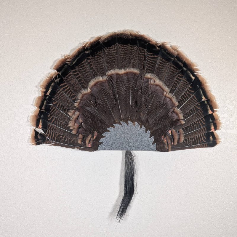 Kabash Outdoors American steel turkey fan display hanger. Fan holder is hammered silver with a saw blade design. It is holding a beautiful turkey tail and beard.