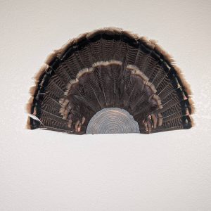 Kabash Outdoors American steel turkey fan display hanger. Fan holder is hammered silver and looks like a tree stump. It is holding a beautiful turkey tail.