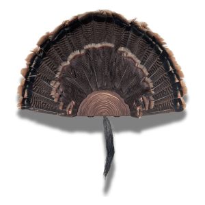 Turkey Fan Holder